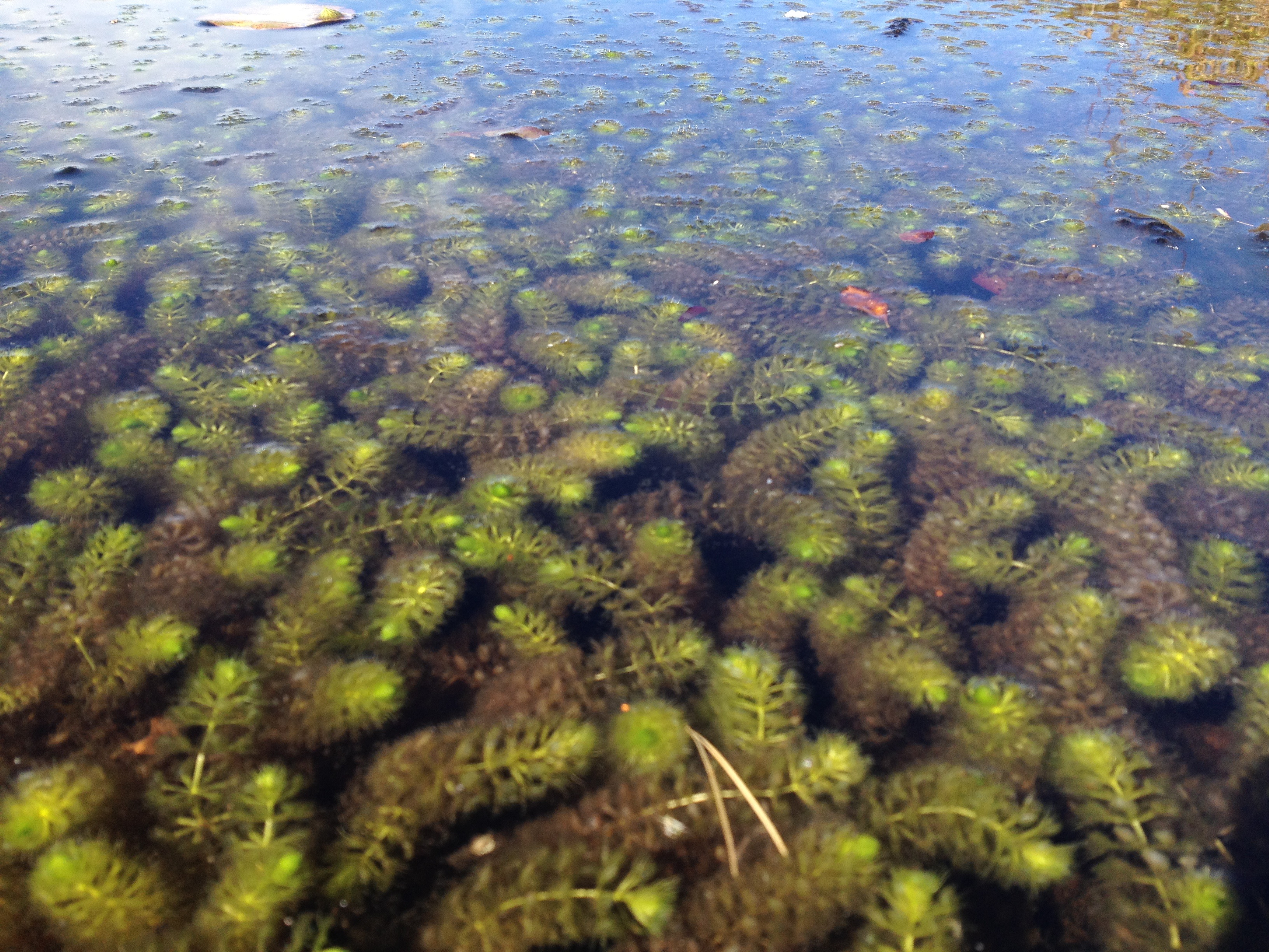 waterwheel plant (Aldrovanda vesiculosa) Species Profile